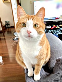 飼い主さんをじっと見つめるタルトくん（画像提供：ショコタルさん）