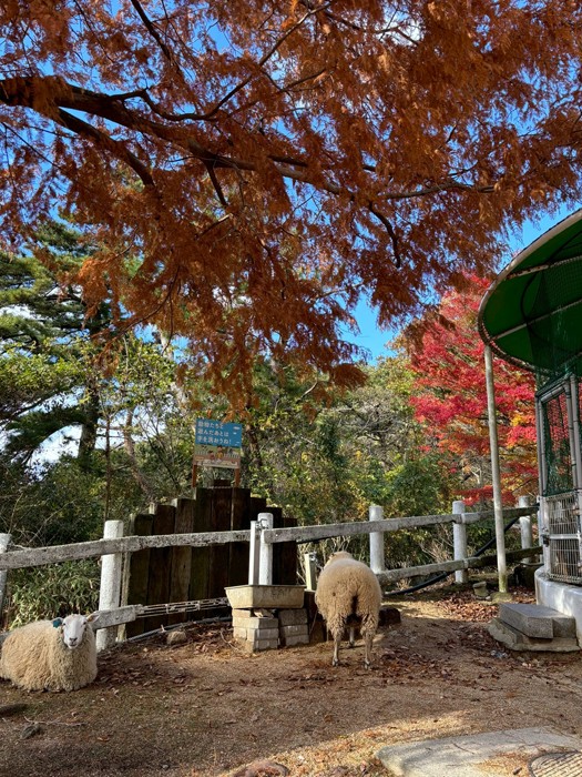 紅葉の時期も良い雰囲気です（提供：六甲山牧場）