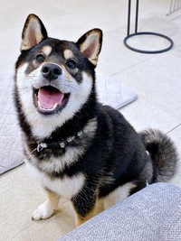にっこり笑顔がキュートなもち吉くん（画像提供：黒柴もち吉さん）