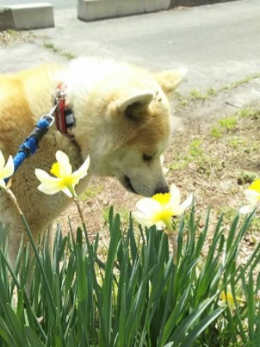福島にいる時　スイセンをくんくん　（トリマーさん提供）