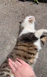 お腹ポンポンして！（ネコ課長さん提供、Xよりキャプチャ撮影）