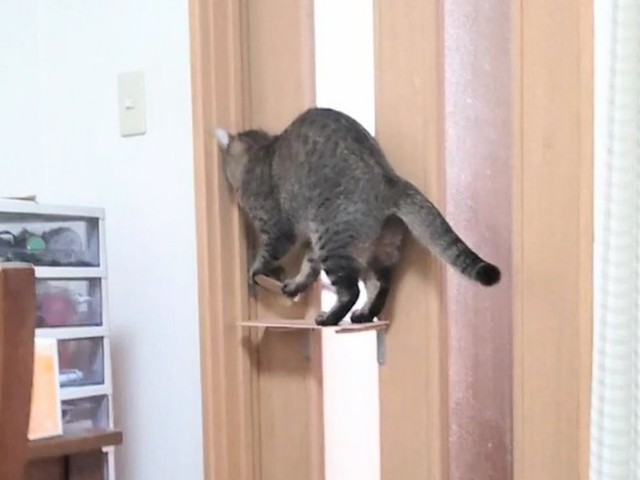 ドアノブを開けようとするそらくん（画像提供：車で来た猫そらさん）