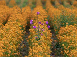 誰かの期待ではなく、自分自身の意志で未来を選び直すための背伸び