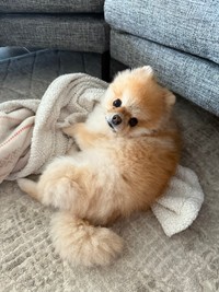 「撫でて」と催促するミサイルちゃん（画像提供：ミサイルさん）