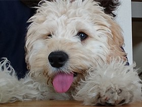 母の良きパートナー、ミックス犬の「はな」　公園へお散歩