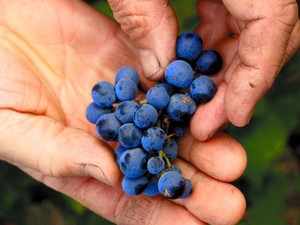 なくては困る食品添加物―― ワイン文化を花開かせた