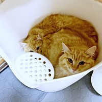 家に迎えた直後、推定1歳。（奥）健ちゃん（手前）剛くん（画像提供：ほとぷぅとごうとけんさん）