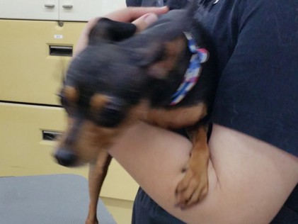 「犬の佳族」さん　やはり家族はこちらにお任せ