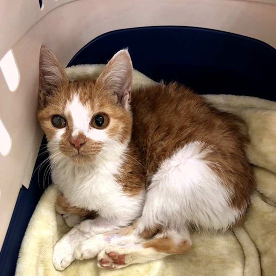 「門脈シャント」という難病を持ってやってきた「小春」は墨田家の猫とし、手当てと愛情を尽くして天国に見送った