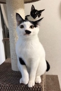 生後6カ月のころのシロちゃん（手前）と、クロちゃん（奥）（画像提供：ぶち猫のシロとクロさん）