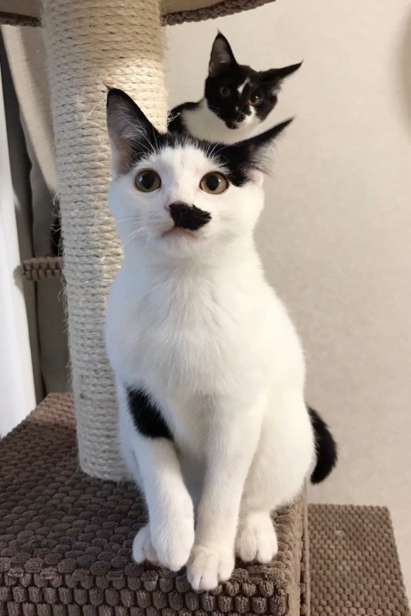 生後6カ月のころのシロちゃん（手前）と、クロちゃん（奥）（画像提供：ぶち猫のシロとクロさん）