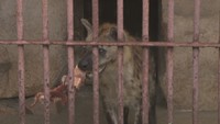 19歳の誕生日を迎えたブチハイエナ・蓮くん　池田動物園