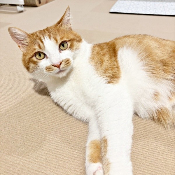 美ニャンへと成長した2歳のミミちゃん（画像提供：neko好きさん）