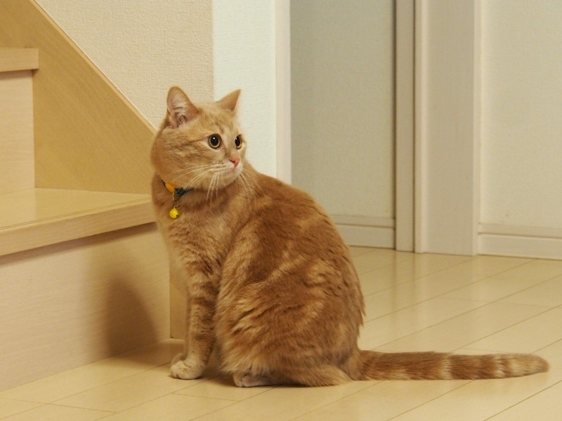 先住のレオは、気のいい猫