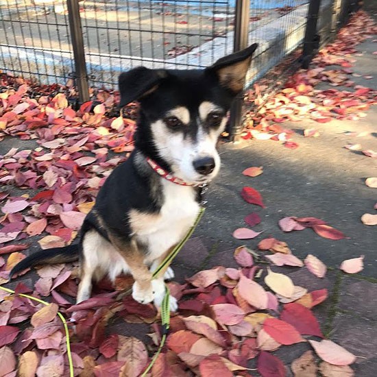 ふかふかの落ち葉の上で転がると気持ちいい「コナン君もしていたんだね」（千恵子さん提供）