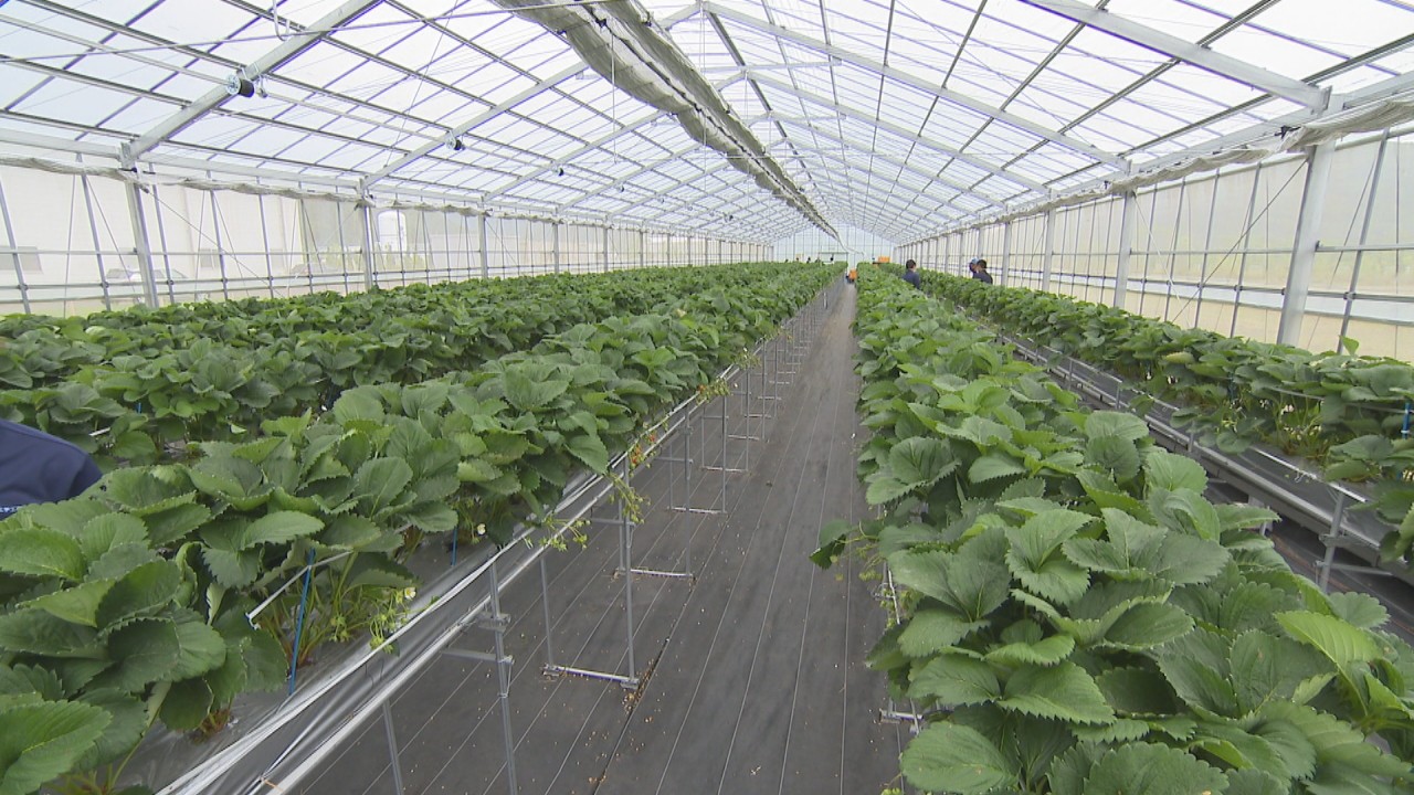 甘くてみずみずしい 夏イチゴ を北海道の企業と共同開発 香川 坂出市の化学品メーカーが試験栽培 Ksbニュース Ksb瀬戸内海放送