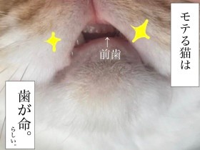 モテる猫は「歯が命」　お太りさま猫ぐっぴーがデンタルフロスに挑戦？