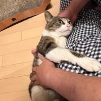 おうちで暮らし始めて1カ月、表情がやわらかくなった喜次郎くん（画像提供：茶トラ猫のニャン太とキジシロの喜次郎さん）