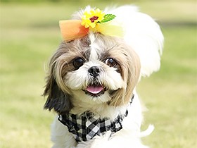 こう見えて男の子　「碧（あお）」は我慢強くマテができます