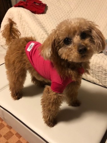 ミコちゃんは、梅澤さんに規則正しい生活と、たくさんの犬友との出会いを連れてきました