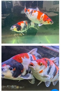 花井組のホームページより