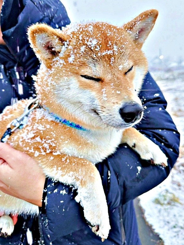 雪にまみれて「揚げパン」のようになったムギちゃん（画像提供：柴犬ムギさん）