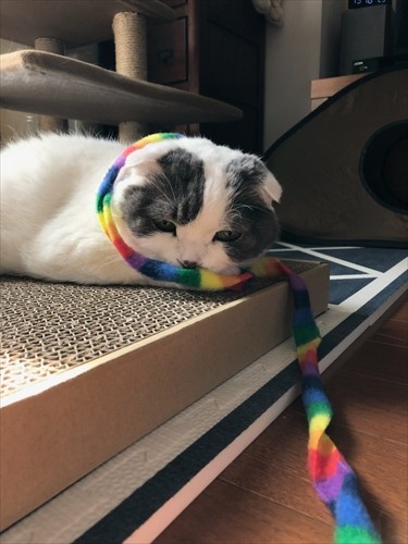 楽しく遊んで欲しくてさまざまなおもちゃを贈っていた（かおりさん提供）