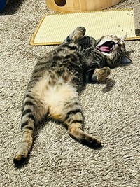 すっかりリラックス＝にゃうこさん（@nia_7053）提供