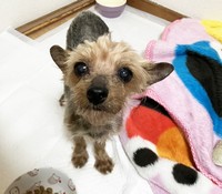 陽ちゃんの飼い主はどこへ？