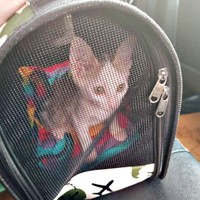 飼い主さんと一緒に病院から家へ帰ってきたマルちゃん（画像提供：越南猫の日本暮らしさん）