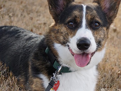 老犬の基礎知識　安心して暮らすコツと飼い主の心構えとは