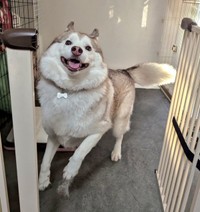 ガムちょうだい！ ニコニコ笑顔のおもちちゃん（画像提供：ハスキーおもちさん）