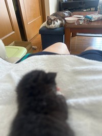 先住猫・ましろさんがじっとめいちゃんを見つめています（画像提供：奈神さん）