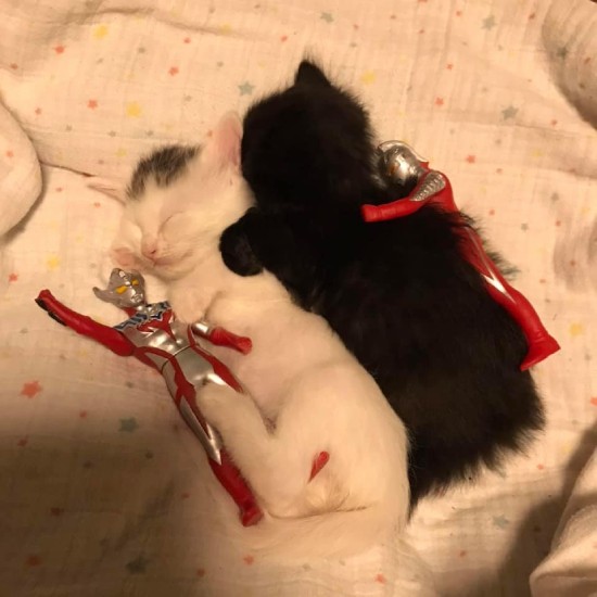 兄弟で引き取ってくれる人が現れるといいね！