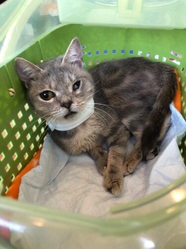 家にきたころの「翠」