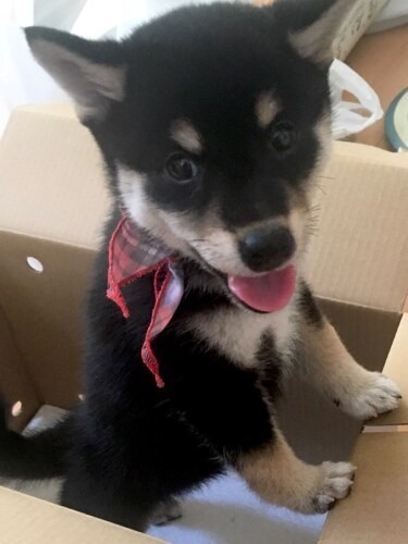 家にきたころの「コルニ」