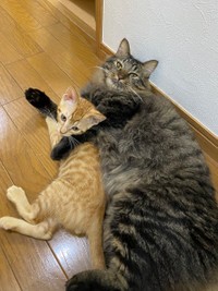 弟ができて良かったにゃ＝なのぴこ@ちぇるしい（@ChelseaNanonano）さん提供