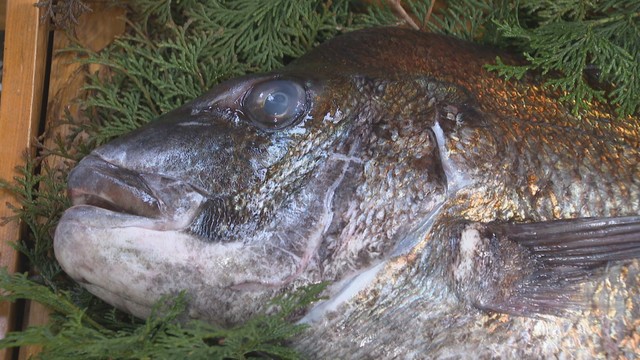 三豊市仁尾町の魚市場で初競りにかけられたタイ