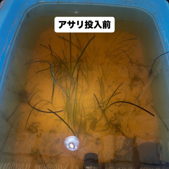 アサリを入れただけでこんなに透明に（山野草さん提供）
