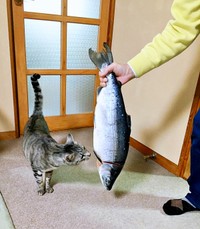 4年前、荒巻鮭をななちゃんに見せるお父さん（画像提供：KALEIDOSCOPE（カレイドスコヲプ）さん）