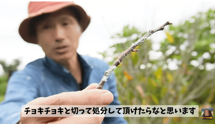 「まずは『産卵痕』のある枝を切り、ゴミとして燃やすことが確実です」と吉瀬農園さん（動画からキャプチャー：YouTubeチャンネル「吉瀬園芸」）