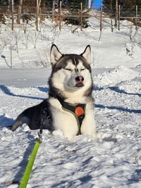 素人は黙っとれ。（提供：ムイさん）