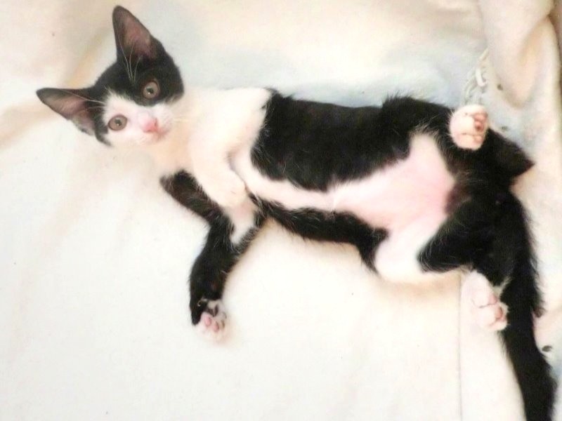 中国で拾った猫は、貴婦人のような美人 飼い主は「しもべ」に  犬・猫 