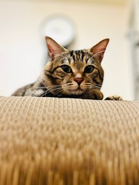 誕生日にもらった爪研ぎはお気に入り＝にゃうこさん（@nia_7053）提供