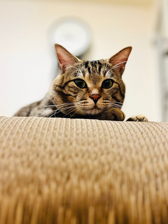 誕生日にもらった爪研ぎはお気に入り＝にゃうこさん（@nia_7053）提供