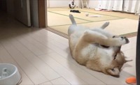早食いを後悔しながら飼い主さんをチラ見していた、こむぎくん（動画からキャプチャー／提供：シヴァ犬こむぎっすさん）