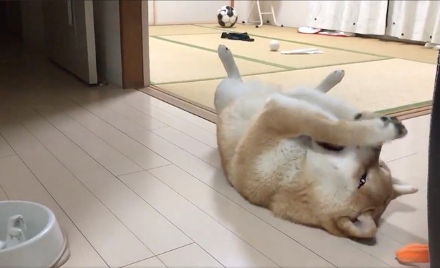 早食いを後悔しながら飼い主さんをチラ見していた、こむぎくん（動画からキャプチャー／提供：シヴァ犬こむぎっすさん）