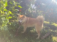 北田さんの実家は農家。柿とみかんを栽培しています（提供：北田瑞絵さん）