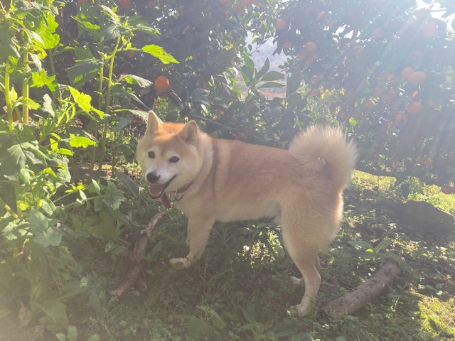 北田さんの実家は農家。柿とみかんを栽培しています（提供：北田瑞絵さん）