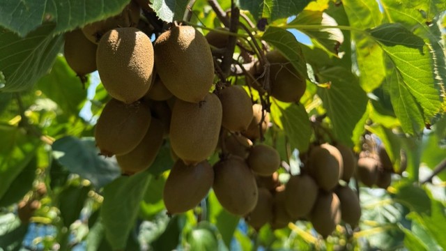 高松市の食器販売会社が三豊市でキウイ生産へ　日本公庫が融資　香川